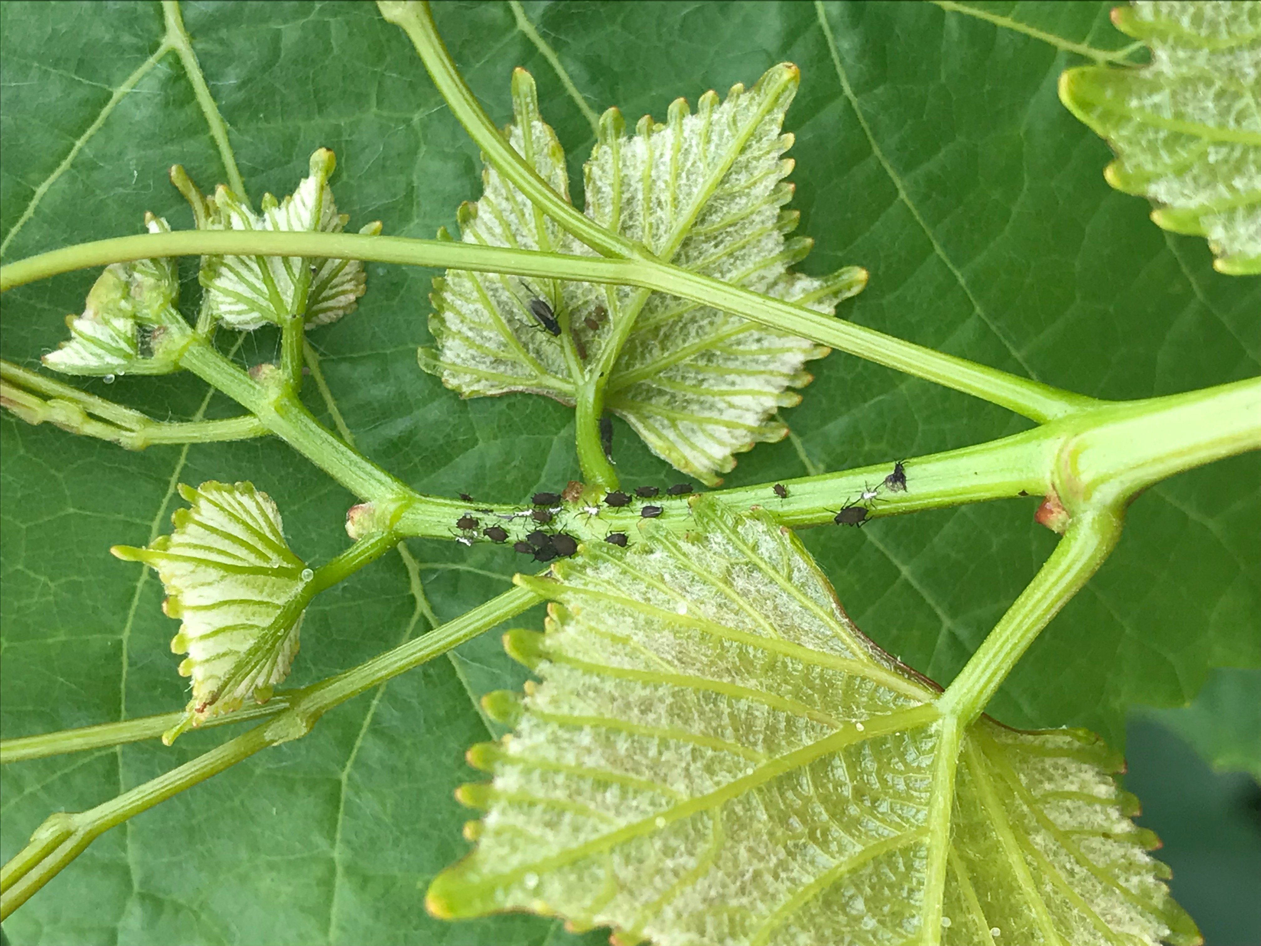 Aphids feeding on shoot tip